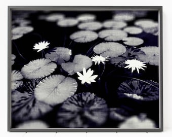 Impresión de nenúfar, impresión de flores, nenúfares, impresión de flor de loto, fotografía en blanco y negro, nenúfares
