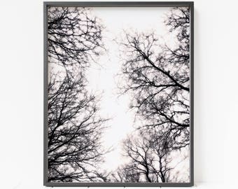 arte da parete stampabile ad albero, stampa ad albero, arte da parete della foresta, foto di nebbia, arte da parete ad albero stampabile