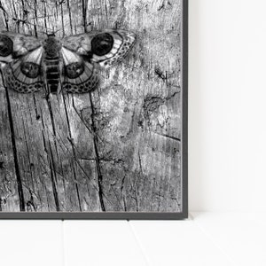 May include: Black and white photograph of a moth with large eyes on a weathered wooden surface.