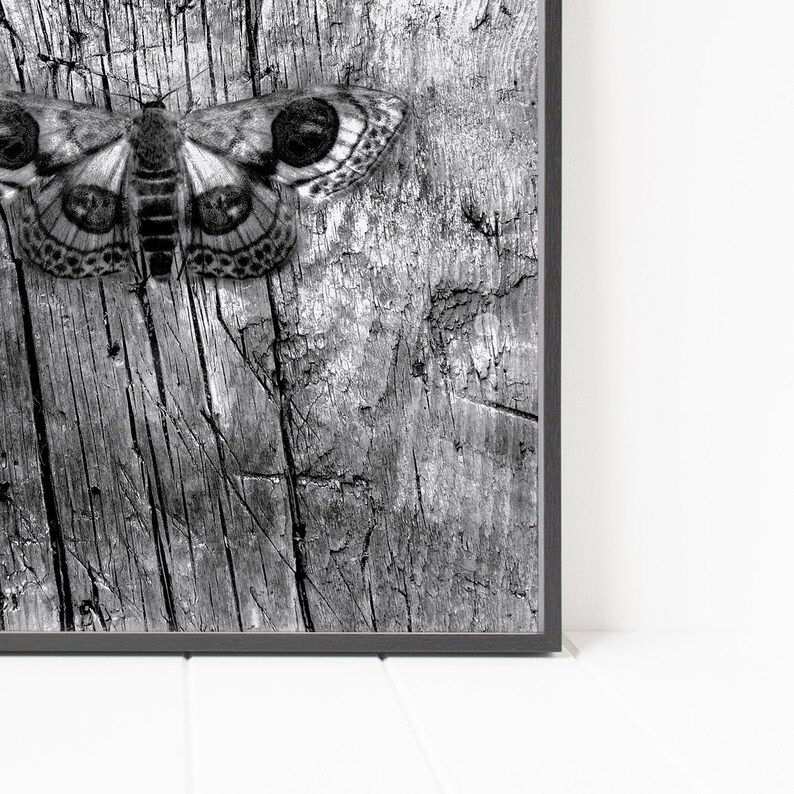 May include: Black and white photograph of a moth with large eyes on a weathered wooden surface.