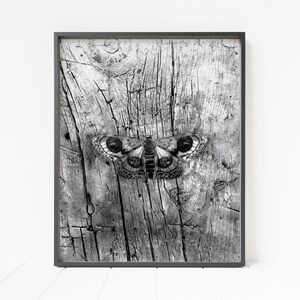 May include: Black and white photograph of a moth with large eyes on a weathered wooden surface.
