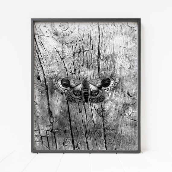 moth print, moth wall decor, moth wall art, butterfly print, insect decor, bug decor