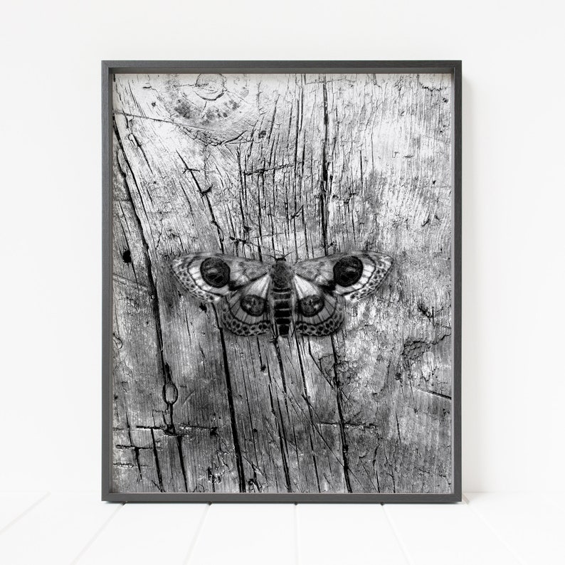 May include: Black and white photograph of a moth with large eyes on a weathered wooden surface.