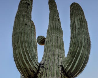 Cactus, Saguaro, Southwest, Desert, Landscape, Green, Digital Download