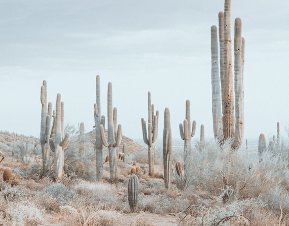 Arizona-Wste Saguaro Kaktus Fotografie, Sdwesten Wandkunst (digitaler  Download) - Etsy.de