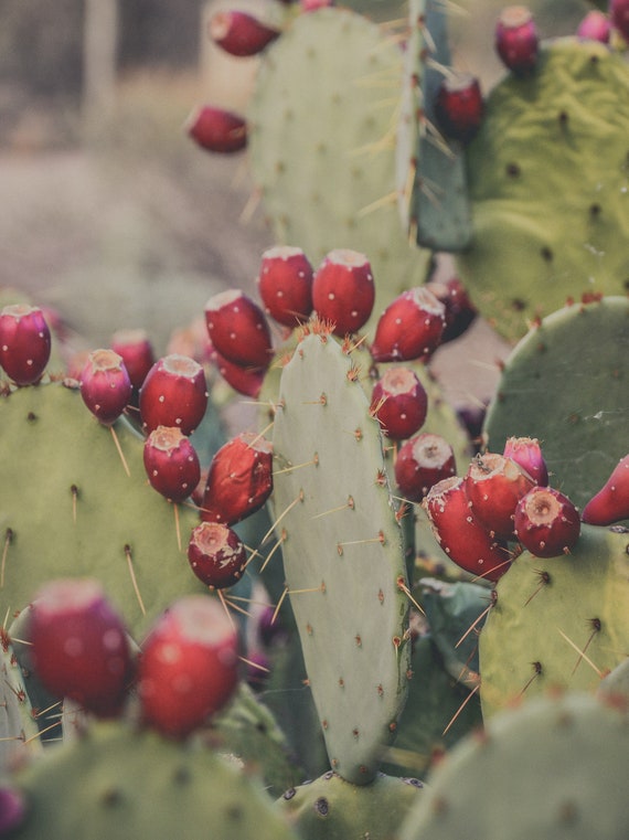 Prickly Pear Cactus Photo, Red Buds, Arizona Landscape (Digital Download)