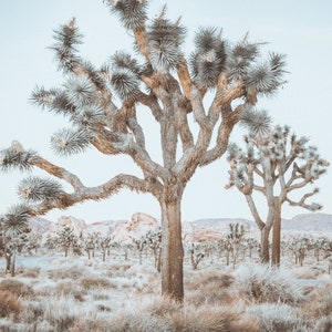 Joshua Tree National Park, Joshua Tree, Tree, Film, Pastel, Rustic, Southwest, Home Decor, Wall Art , Desert, Photography, Digital