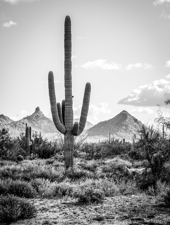 Schwarz weiss Saguaro Kaktus Druck, Wstenlandschaft in Arizona (Digitaler  Download) - Etsy sterreich