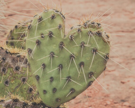 Prickly Pear Cactus Photo, Arizona Landscape Art (Digital Download)