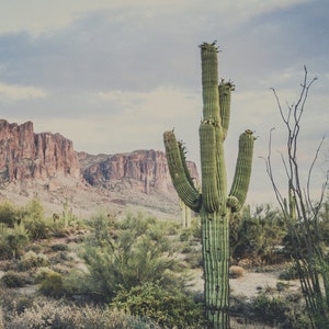 Cactus, Saguaro, Southwest, Saguaro National Park, Arizona, desert, Landscapes, Landscape Photography, Green, Digital Download