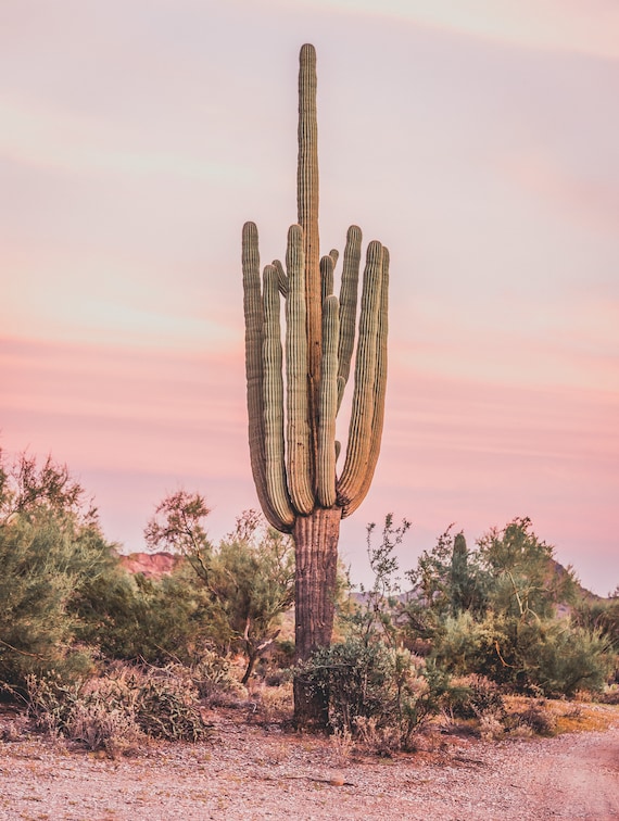 Saguaro ,Southwest, Cactus, Landscape photography, Pink, Sunset, Arizona,  Photo, Home decor, Digital Download