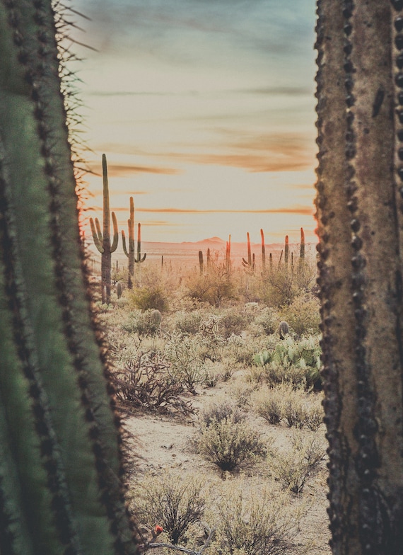 Cactus landscape deals