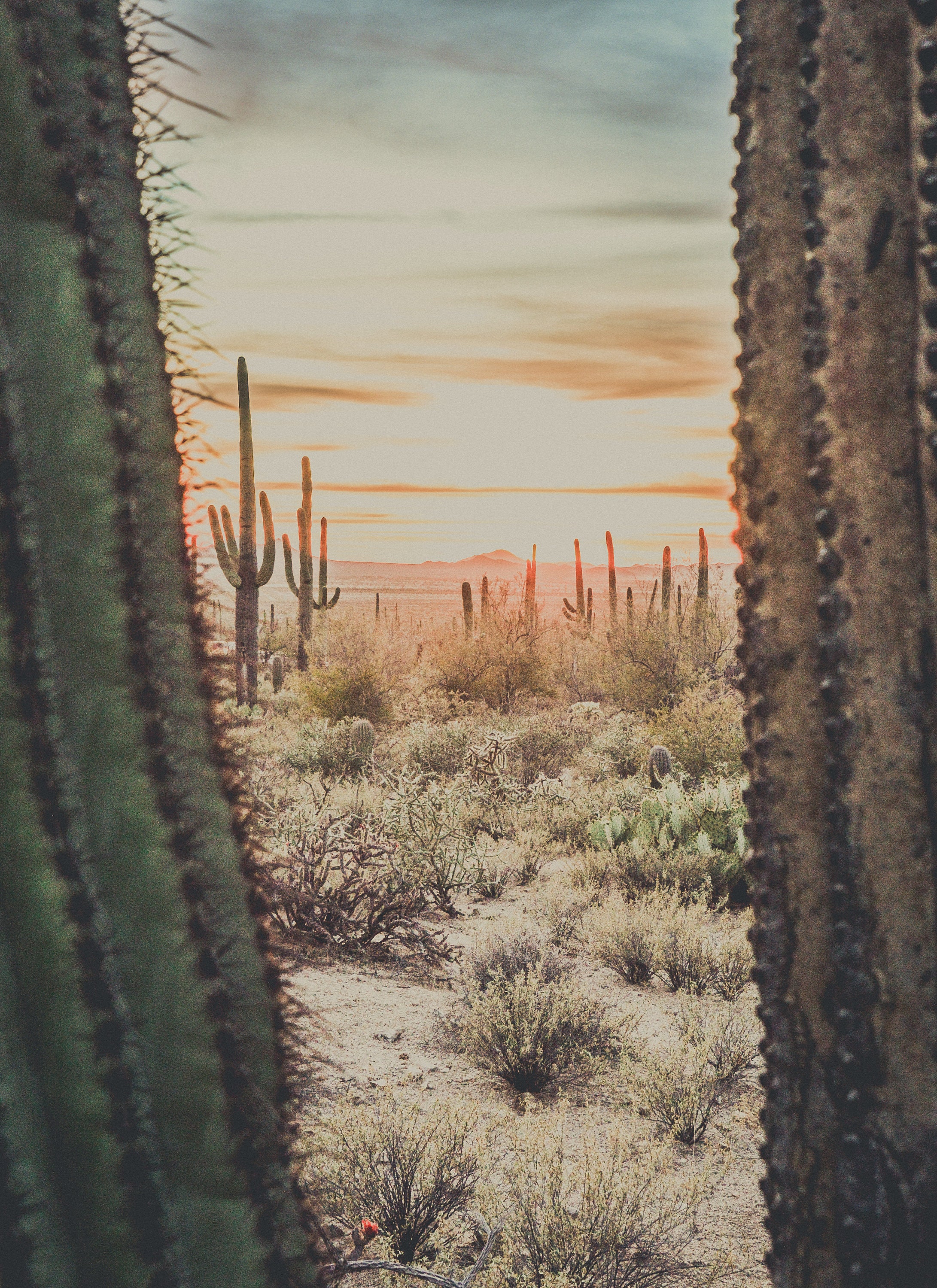 travis scott cactus logo Travis Scott Cactus Jack Logo