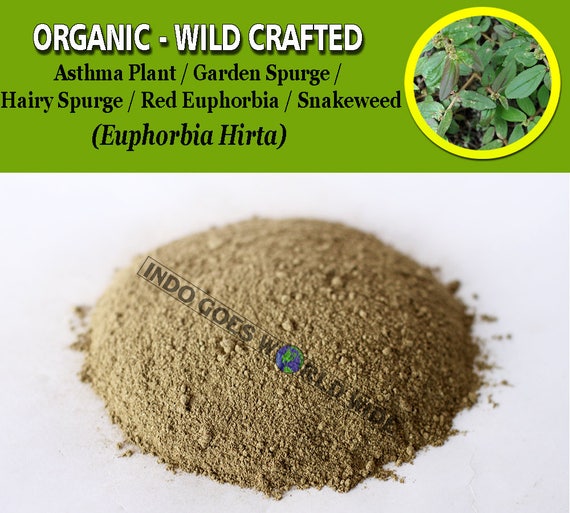 Pulver Asthma Pflanze Garten Wolfsmilch Behaarte Wolfsmilch Etsy