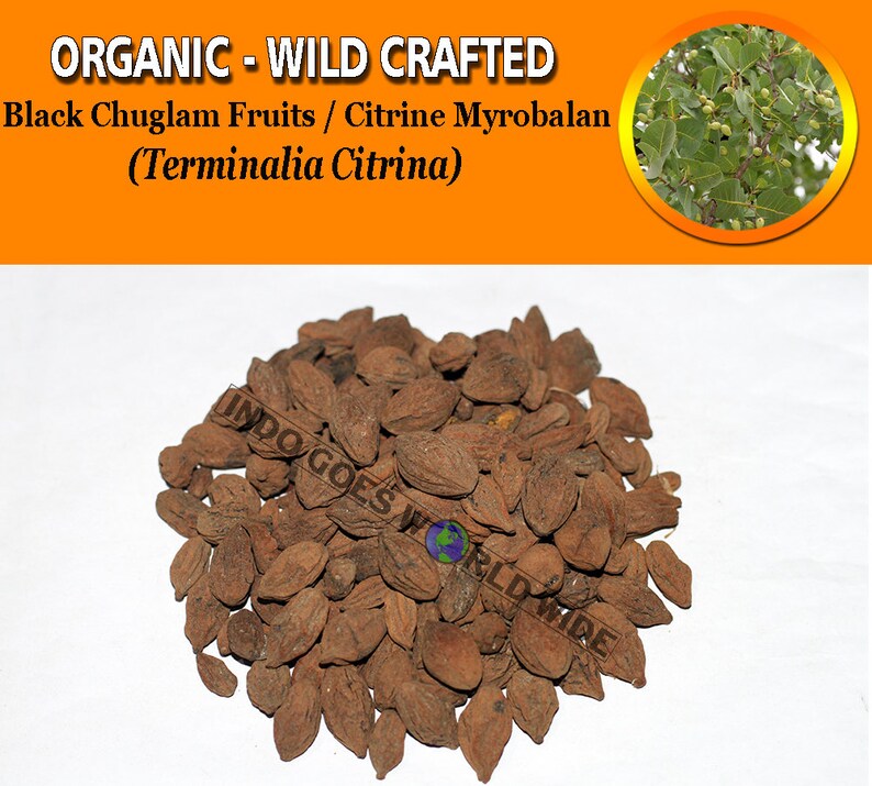 Black Chuglam Fruits Citrine Myrobalan Terminalia Citrina Etsy - image 0