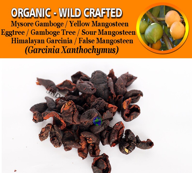 frutto di garcinia xanthochymusic frutto di garcinia xanthochymusic
