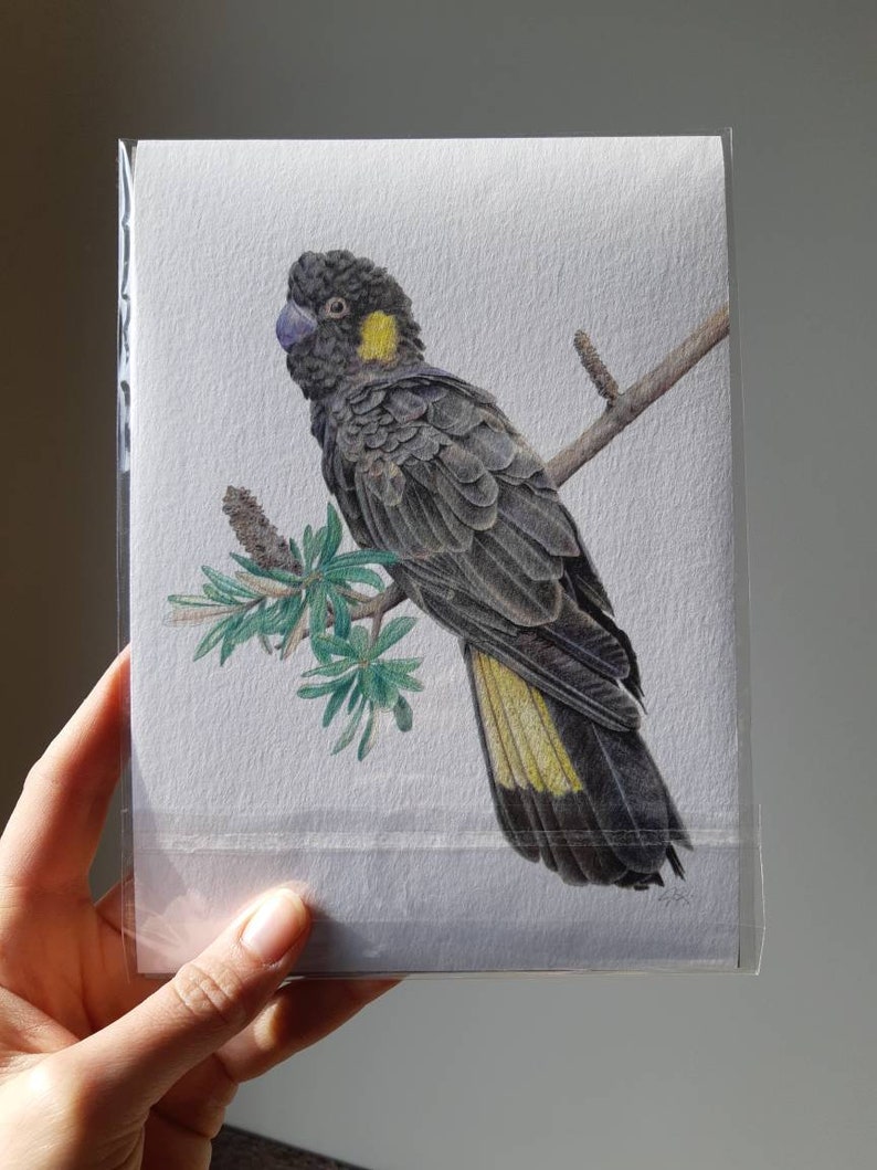 Yellow Tailed Black Cockatoo, Colour Pencil Drawing, Fine Art Giclee