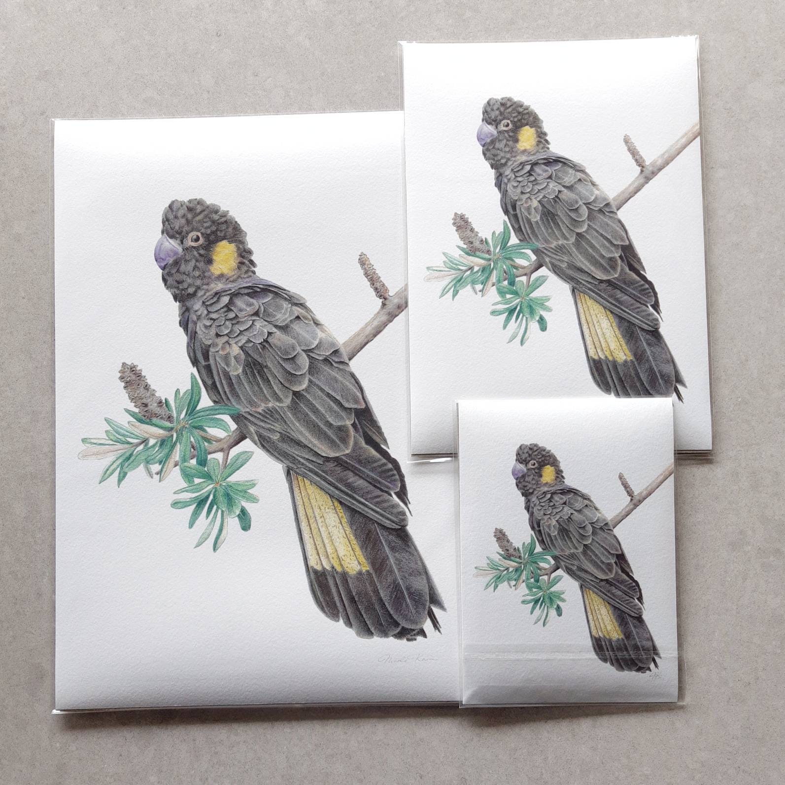 Yellow Tailed Black Cockatoo, Colour Pencil Drawing, Fine Art Giclee