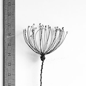 Wild Carrot  /large