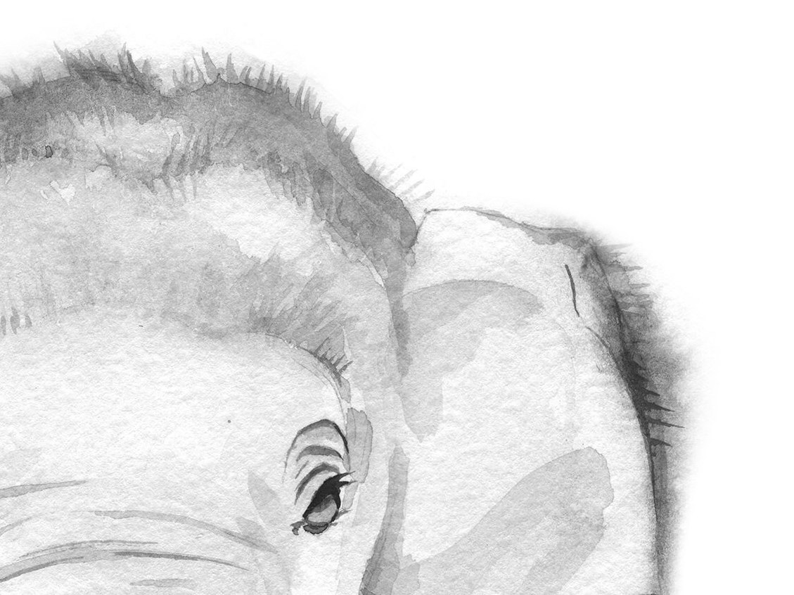 Printable Jungle Nursery Prints Black White Animal Elephant Etsy