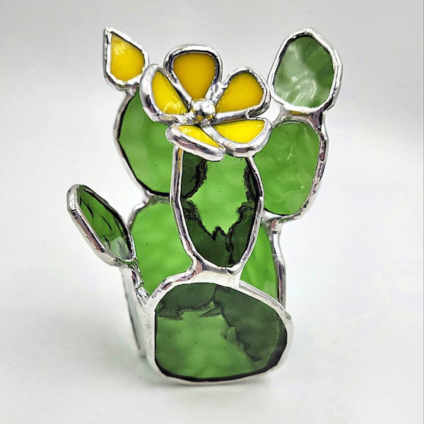 Stained Glass Cactus Succulent Plant