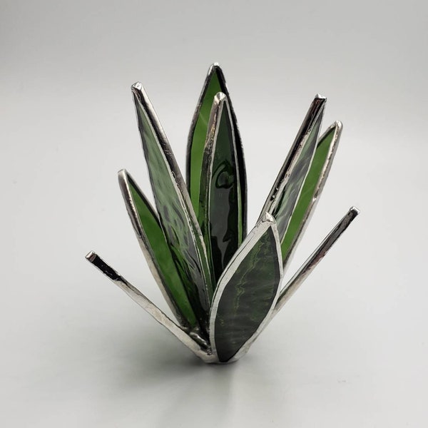 Stained Glass Aloe Agave Succulent Plant