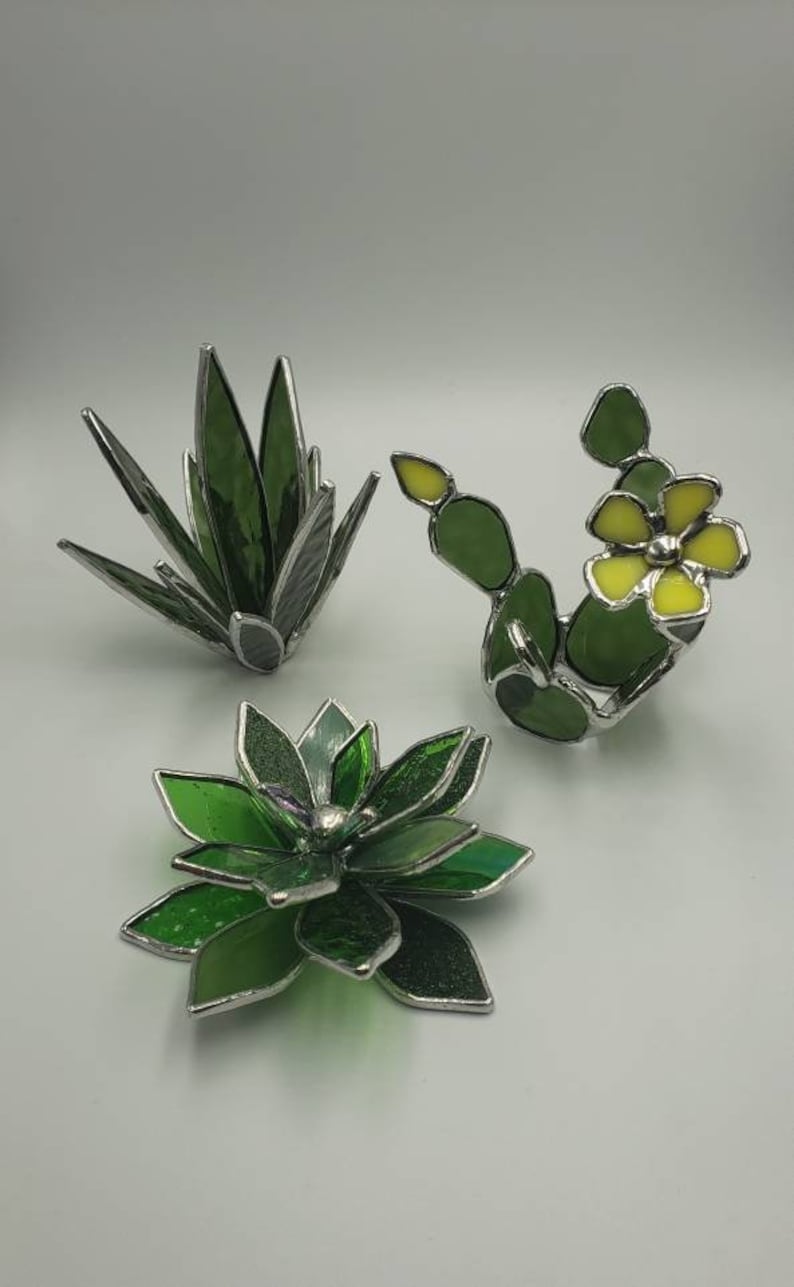 Stained Glass Cactus Succulent Plant