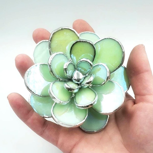 Planta suculenta de vitral - Menta iridiscente