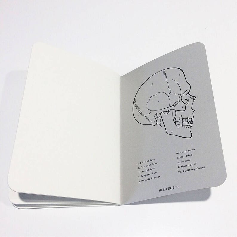 May include: An open notebook with a black and white illustration of a human skull with numbered bones. The page includes labels for each bone, including the frontal bone, parietal bone, occipital bone, temporal bone, mastoid process, nasal bone, mandible, maxilla, malar bone, and auditory canal. The page also includes the text "HEAD NOTES".