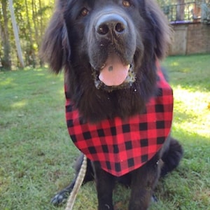 May include: A large, black Newfoundland dog with brown eyes and a red and black buffalo plaid bandana. The dog is sitting on green grass with a leash attached, looking directly at the camera.