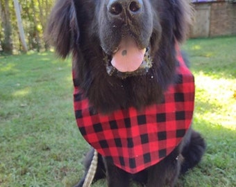 May include: A large, black Newfoundland dog with brown eyes and a red and black buffalo plaid bandana. The dog is sitting on green grass with a leash attached, looking directly at the camera.
