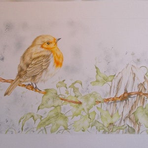 Robin drawing, hand drawn robin art, ORIGINAL drawing