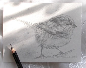 Bird drawing - Original drawing - Hand drawn artist signed ~ Pencil drawing  ~ FREE SHIPPING WORLDWIDE