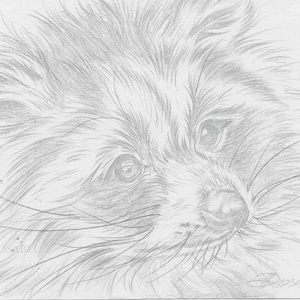 Raccoon pencil drawing, animal drawing, original drawing, raccoon lovers gift