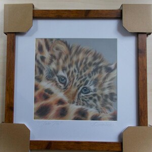 Original wildlife drawing in pastel, Amur Leopard Cub 8 ins x 8 ins