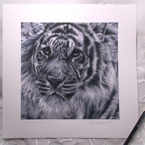 Tiger Print ~ World Wildlife Art ~ Tiger Art ~ Giclee Print ~ Artist Signed with Certificate of Authenticity