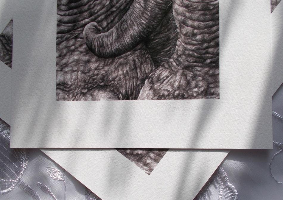 Elephant Art Print: Giclee Wildlife Drawing, Artist Signed With ...