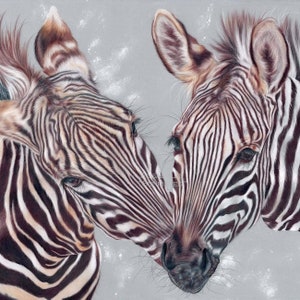 Zebra Print - Professionally printed Giclee print - Zebra art - African wildlife art 8 ins + 1.5 ins white border