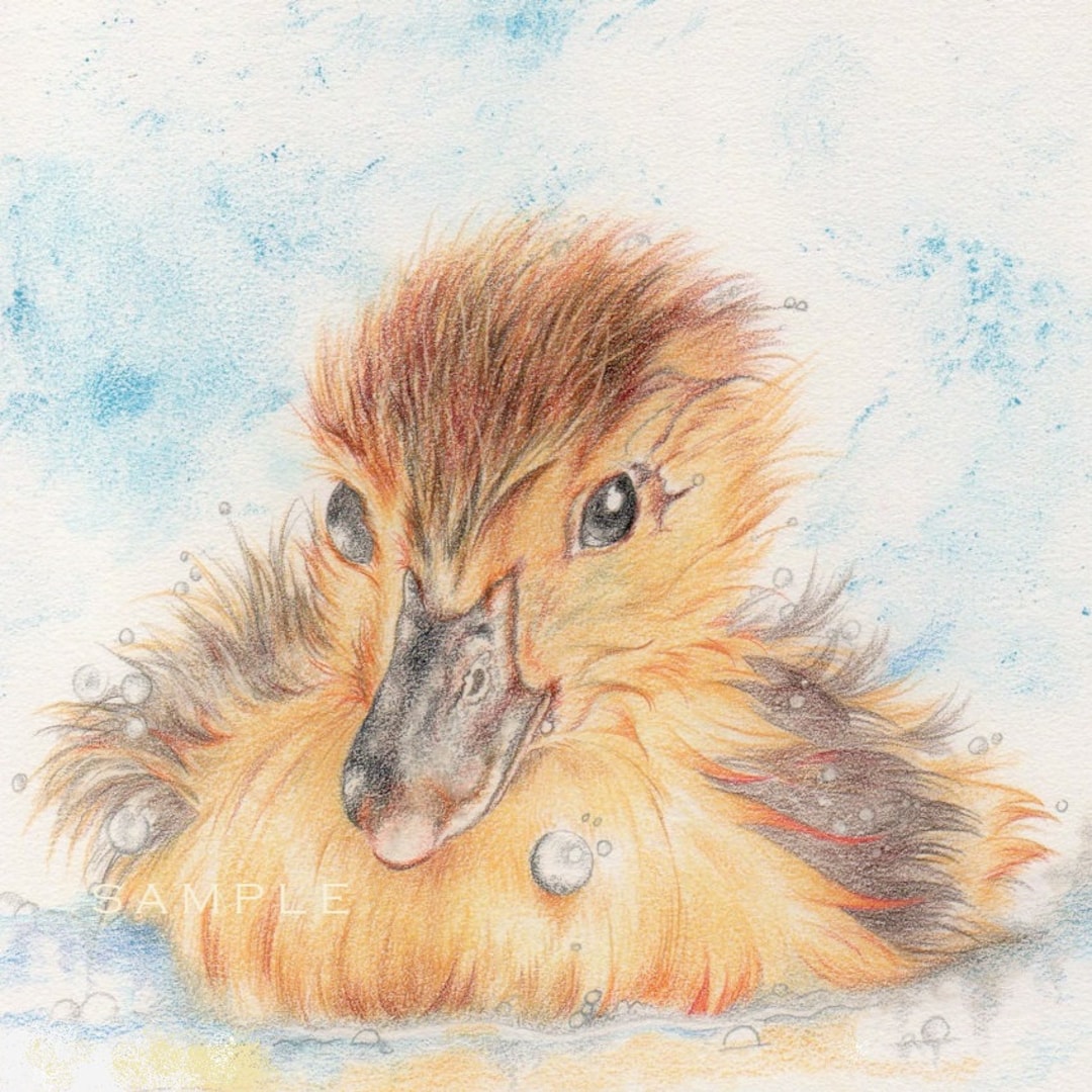 Duck Art ORIGINAL Drawing, Duckling Colour Pencil Drawing, One of a ...