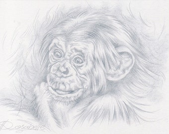 Animal drawing, monkey art, pencil drawing, wildlife art, FREE SHIPPING Worldwide