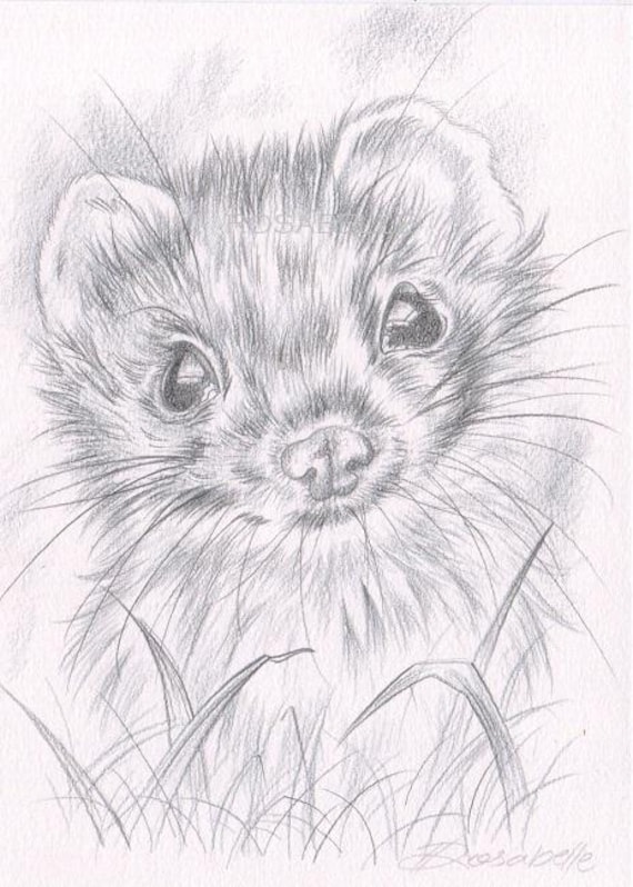 Original Pencil Drawing, Weasel Drawing, Countryside Theme