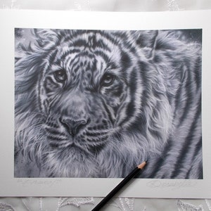 Tiger Print ~ World Wildlife Art ~ Tiger Art ~ Giclee Print ~ Artist Signed with Certificate of Authenticity