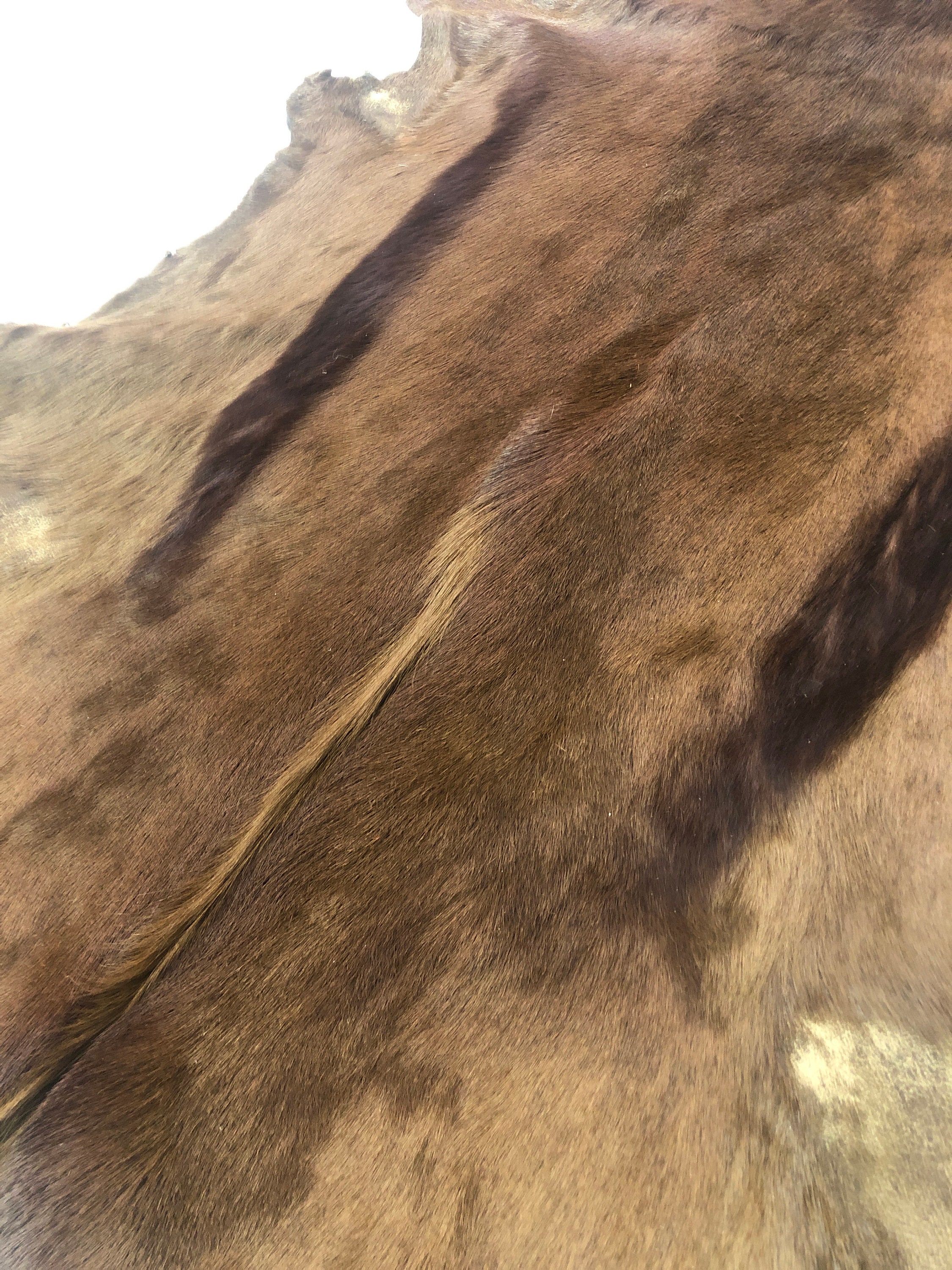 SPRINGBOK SKIN LEATHER Hair On, Brown Springbuck Hide, Leatherskinsshop ...