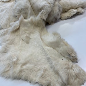 Cream Rabbit Skins Buy 25 skins bulk price