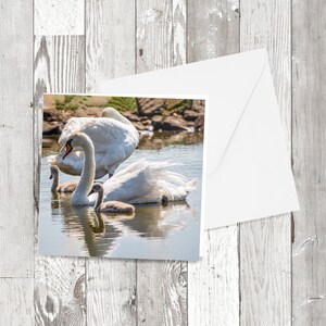 Recycelte Grußkarte, fotografisches Bild von Schwänen und Cygnets auf quadratischer Karte