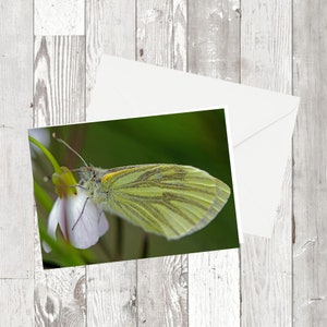 Karta z pozdrowieniami „Kingcombe Butterfly” Motyl w formie fotografii