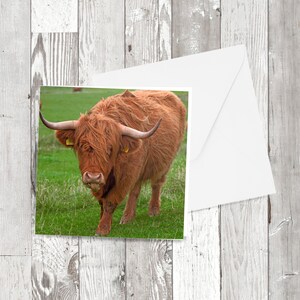 Cartes de vœux d’une « vache des Highlands », image photographique carrée