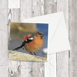 Grußkarte - 'Buchfink' - Quadratischer Vogel Fotomotiv