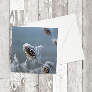 Grußkarte von einem 'Frosted Teasel', einem quadratischen floralen Fotobild