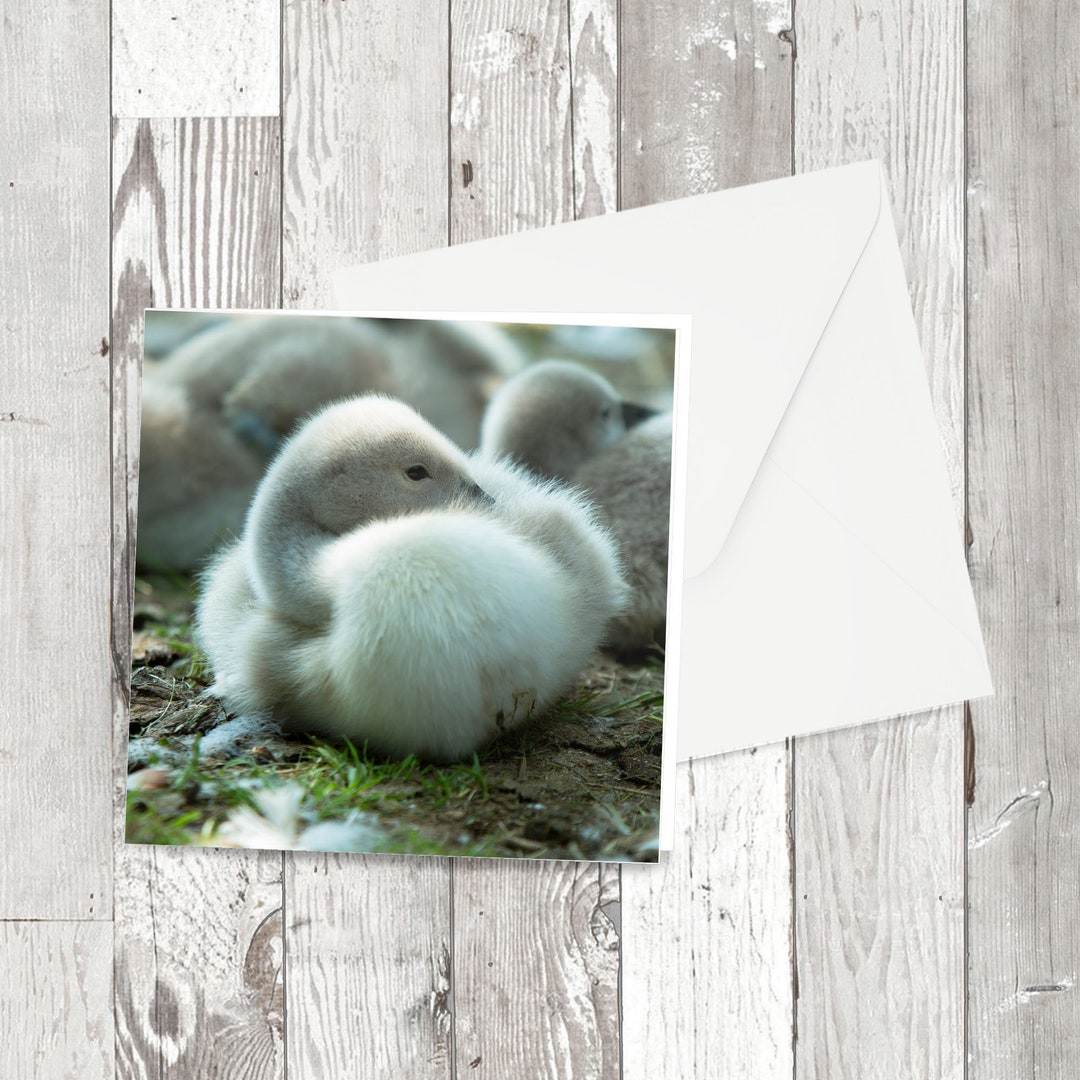 Greetings Card 'cute' 001 Square Animal - Etsy